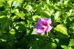 Hibiscus syriacus of Althaeastruik, Enlèvement, Haie