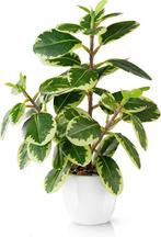 Kunstmatige kamercamelia | 29cm | GRATIS LEVERING, Binnen, PASCH, -, Verzenden