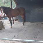 Stalmat Paard pony stalmatten A 25,95 pvc mat paardenbox, Ophalen of Verzenden, Nieuw