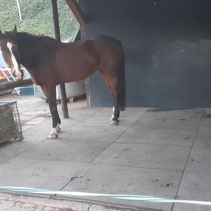 Stalmat Paard pony stalmatten A 25,95 pvc mat paardenbox, Dieren en Toebehoren, Paarden en Pony's | Verzorgingsproducten, Nieuw