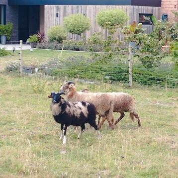 jonge dekrammen Drents heideschaap
