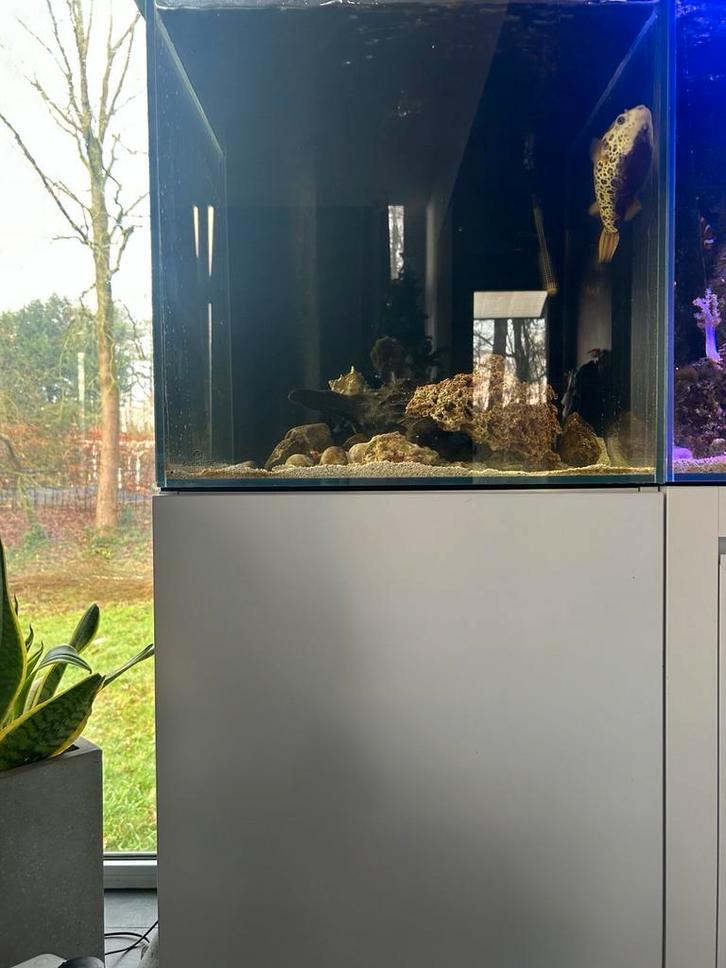 Blue marine zeewateraquarium (Brak met Pufferfish), Animaux & Accessoires, Poissons | Aquariums & Accessoires, Utilisé, Aquarium d'eau de mer rempli
