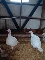 Kalkoenen, Dieren en Toebehoren, Pluimvee