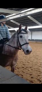 Halve stal/berijd/ of verzorg pony gezocht, Dieren en Toebehoren