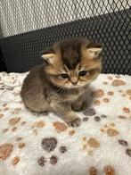 Britse korthaar kittens, Dieren en Toebehoren, Kater, Gechipt, 0 tot 2 jaar