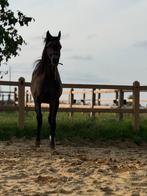 Schimmel jaarling hengst, Dieren en Toebehoren, Paarden, Minder dan 160 cm, Gechipt, 0 tot 2 jaar, Hengst