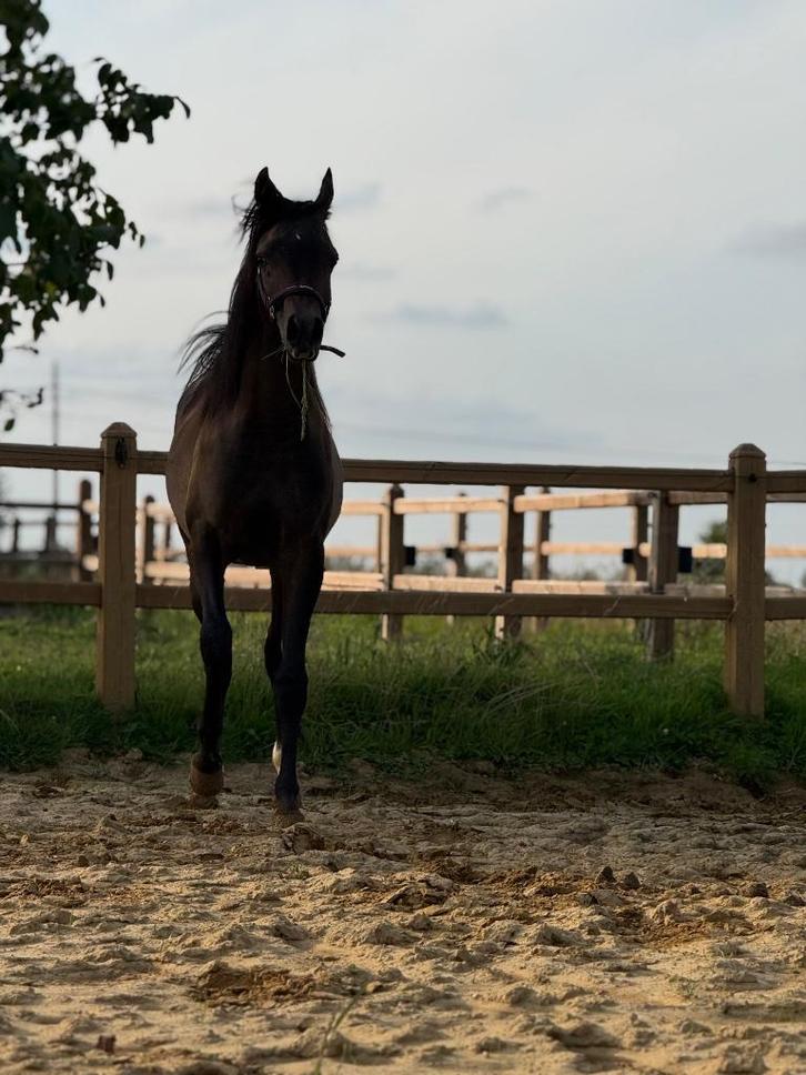 Schimmel jaarling hengst, Dieren en Toebehoren, Paarden, Hengst, Onbeleerd, Minder dan 160 cm, 0 tot 2 jaar, Recreatiepaard, Met stamboom