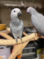 Gris du gabon 3 mois, Dieren en Toebehoren, Vogels | Parkieten en Papegaaien, Meerdere dieren, Papegaai, Pratend
