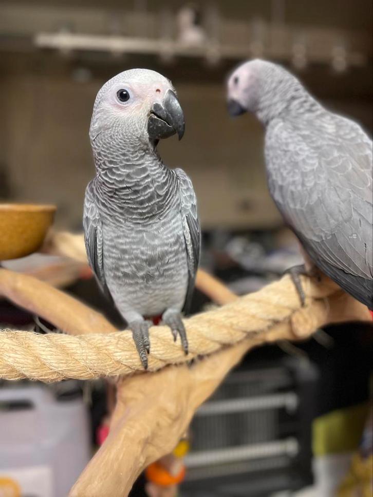 Gris du gabon 4 mois, Dieren en Toebehoren, Vogels | Parkieten en Papegaaien, Papegaai, Vrouwelijk, Pratend, Tam, Geringd