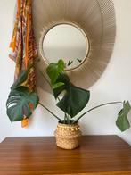 Monstera, Huis en Inrichting, Ophalen of Verzenden