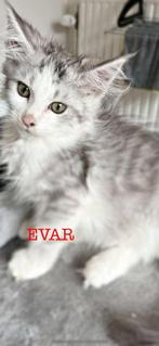 maine coon kittens met stamboom, Animaux & Accessoires, Chats & Chatons | Chats de race | Poil long, Plusieurs animaux, Vermifugé