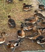 Europese smient, Meerdere dieren, Eend