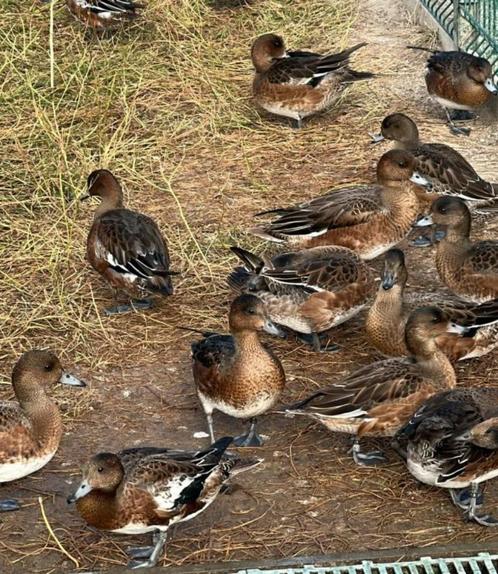 Europese smient, Dieren en Toebehoren, Pluimvee, Eend, Meerdere dieren