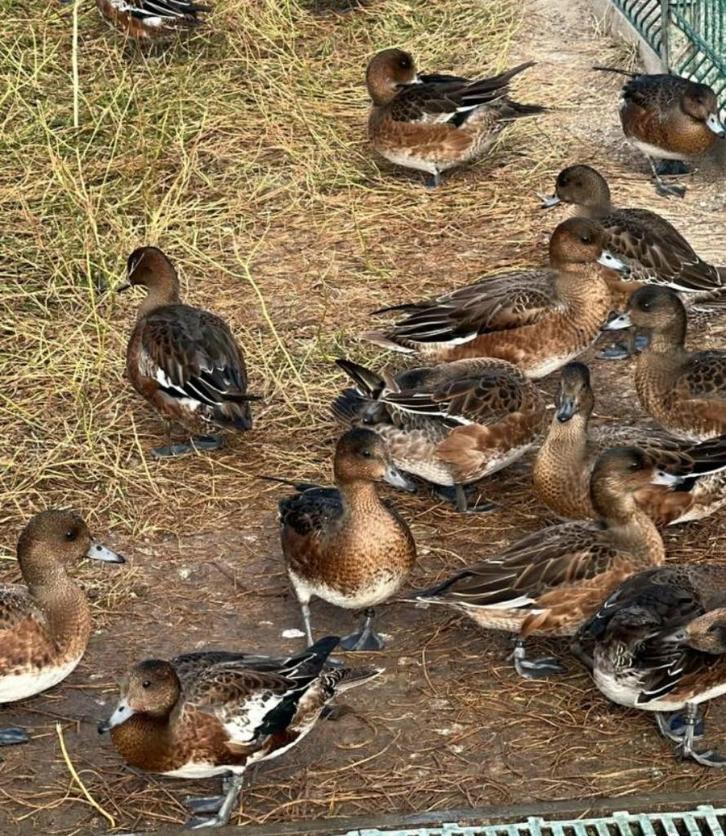 Europese smient, Dieren en Toebehoren, Pluimvee, Eend, Meerdere dieren