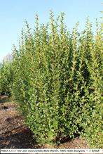 GROTE MATEN GROENE LIGUSTER, oa  1,5/1,75+ Meter !, Tuin en Terras, Ophalen, Liguster, Haag, 100 tot 250 cm