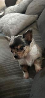 Merle Chihuahua pup reu, België, Fokker | Hobbymatig, 8 tot 15 weken, Meerdere