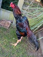 Shamo kweekhaan jap, Dieren en Toebehoren