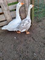 Koppel ganzen, Dieren en Toebehoren, Pluimvee