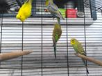 4 Grasparkieten met kooi, Dieren en Toebehoren
