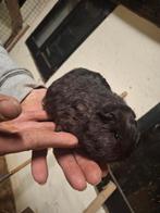 Ch teddy beertje, Animaux & Accessoires, Rongeurs, Décembre, Mâle, Domestique, Cobaye