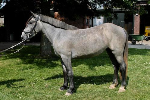 Goed springende jonge pony met top karakter, Dieren en Toebehoren, Pony's, Merrie, B, D pony (1.37m tot 1.48m), Springpony, 3 tot 6 jaar
