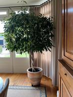 Ficus, Tuin en Terras, Planten | Bomen, Ophalen