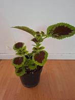 Coleus, Huis en Inrichting, Kamerplanten, Ophalen