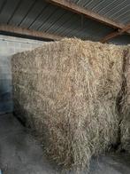 Gros ballot foin 2025 pour chevaux 160/120/90cm 300kg, Ophalen