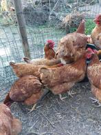 bruine legkippen, Dieren en Toebehoren, Pluimvee