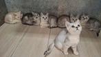 Britse korthaar kittens  silvertabby/shaded, Dieren en Toebehoren, Katten en Kittens | Raskatten | Korthaar, Meerdere dieren, Gechipt