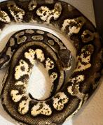 Python regius, Dieren en Toebehoren