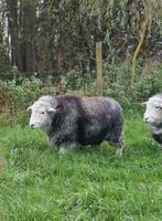 Gezocht: Herdwick schaap ooi (min. 1 jaar, max. 2 jaar oud), Dieren en Toebehoren