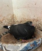2 zwarte jonge 3 de ronde, Animaux & Accessoires, Oiseaux | Pigeons, Pigeon voyageur, Plusieurs animaux