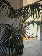 Prachtige plant maar te groot., Huis en Inrichting, Kamerplanten, Ophalen