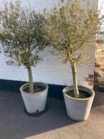 2 Olijfbomen, Tuin en Terras, Ophalen