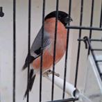 Noordse goudvink man, Dieren en Toebehoren, Vogels | Overige Vogels