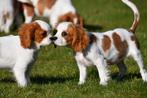 Cavalier King Charles Spaniël pups te koop - blenheim, 15 weken tot 1 jaar, Buitenland, CDV (hondenziekte), Meerdere