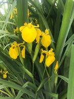 Planten, bloemen, kruiden, Tuin en Terras, Planten | Tuinplanten, Ophalen, Vaste plant, Overige soorten