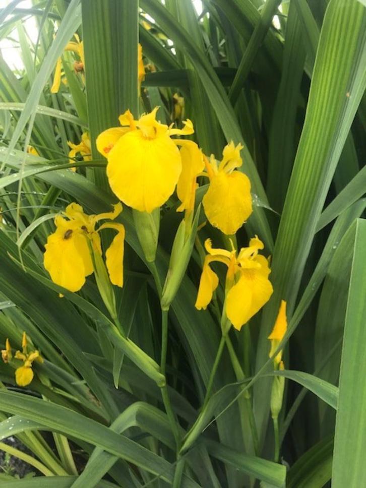 Planten, bloemen, kruiden, Tuin en Terras, Planten | Tuinplanten, Vaste plant, Overige soorten, Ophalen