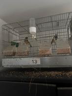 Kooi met koppels gouldamines te koop, Dieren en Toebehoren, Ophalen, Zo goed als nieuw