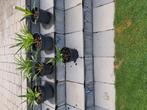 Trachycarpus te koop, Tuin en Terras, Ophalen, Zo goed als nieuw