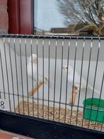 Kanaries Gereserveerd voor Dominique, Dieren en Toebehoren, Vogels | Kanaries