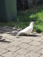 Jong duiven takla, Meerdere dieren