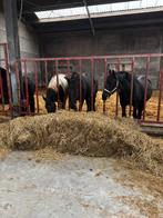 Drachtige friese merrie’s, Dieren en Toebehoren, Paarden, Merrie, Niet van toepassing, Dressuurpaard, 7 tot 10 jaar