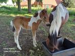 Knap B-pony hengstenveulen, Dieren en Toebehoren, Gechipt, Springpony, 0 tot 2 jaar, Hengst