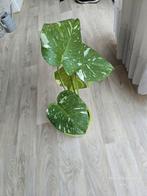 Monstera Thai constellation, Huis en Inrichting, Kamerplanten, Ophalen of Verzenden