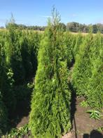 coniferen thuja smaragd, Tuin en Terras, Ophalen of Verzenden