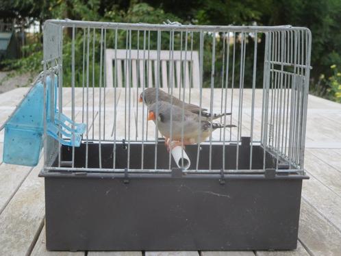 Mandarijn vrouwelijk. RUILEN, Dieren en Toebehoren, Vogels | Overige Vogels, Vrouwelijk