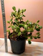 Plante grasse - Succulente, Enlèvement ou Envoi