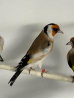 Jong koppel grote distelvink, Dieren en Toebehoren, Vogels | Overige Vogels